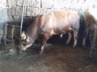 Ցուլ, Simmental cattle — լուսանկար 4