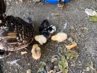Chickens — zdjęcie 1