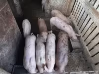 หมูป่าตัวผู้, หมู — รูปภาพ 8