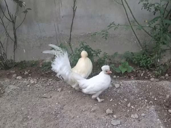 Bantam giapponese