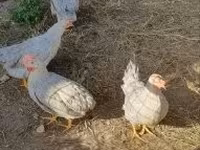 Chickens — fotografija 2