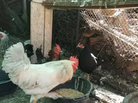 Chickens — 사진 2