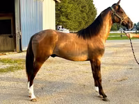 اسب نر, Rocky Mountain Horse — عکس 2