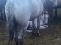 Faras, Horse breed — sawirka 5