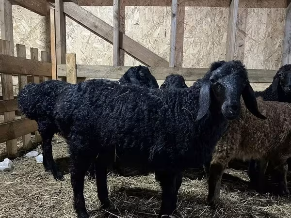 Vædder, Baerchuke sheep