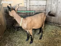 Ziegenbock, Alpine goat — Foto 4