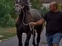 Koń, Lipizzaner — zdjęcie 1