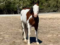 Kuda jantan, American paint horse — foto 4