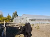Lembu jantan, Aberdeen-Angus — foto 2
