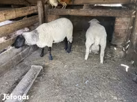 Beran, Merino sheep — foto 2