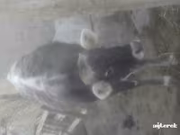 Sheep (batch, sex not specified), Sheep — photo 1