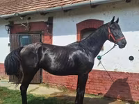ፈረስ, Nonius horse — ፎቶ 6