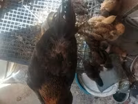 Chickens — foto 5