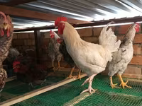 Chickens — foto 2