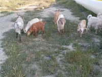 ፍየሎች (ቡድን፣ ጾታ አልተጠቀሰም), Goats — ፎቶ 5