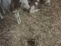 Toro, Razza grigia ungherese — foto 2