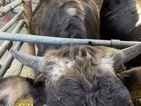 Vacă, Bovine — foto 1