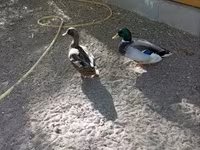 Ducks — zdjęcie 5