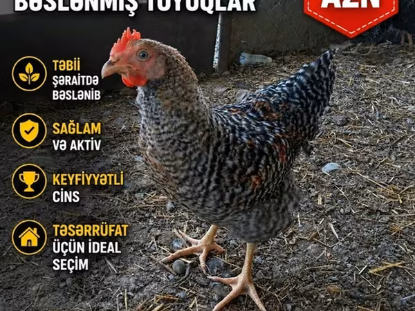 Chickens