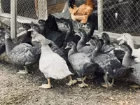 domaća muskovska patka — fotografija 2