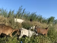 Koza, Czech Brown Shorthaired goats — foto 3