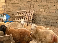 Får, Apsheron sheep — foto 6