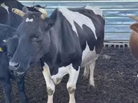 Kuh, Simmental cattle — Foto 2
