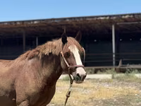 Cavallo, Kazakh horse — foto 5