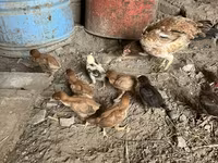 Chickens — foto 2