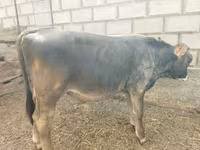 Говбуз, Swiss cattle — акс 2