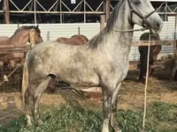 Hingst, Lipizzaner — foto 8