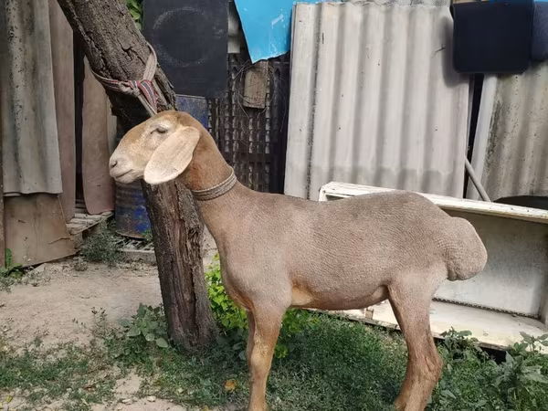 Beran, Edilbay sheep