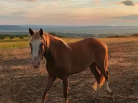 Kuda betina, Horses — foto 1