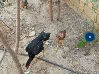 Chickens — zdjęcie 2