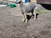 Beran, Edilbay sheep — foto 2