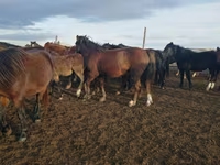 Kuda betina, Kazakh horse — foto 2