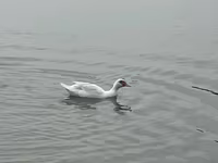 domácí kachna pižmová — foto 2