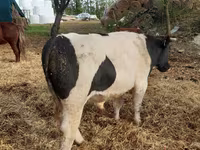 Toro, Aberdeen Angus — foto 4