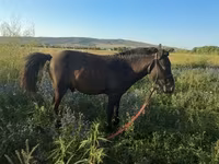 Pastuv, Коњи — fotografija 4