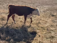 Корова, Simmental cattle — фото 3