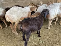 Beran, Arashan sheep — foto 2