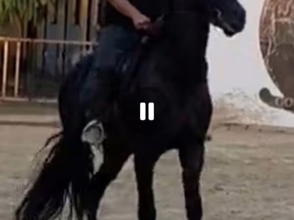 ცხენი, Friesian