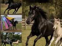 Mare, Rocky Mountain Horse — photo 1