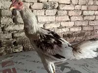 Chickens — عکس 3