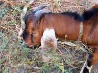 بز نر, Nubian Goat — عکس 5