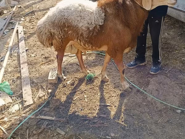 Ram, Hissar sheep — Kyrgyzstan