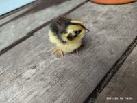 Quails — foto 3