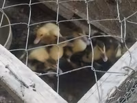 Chickens — foto 4