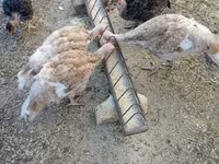 Turkeys — снимка 4