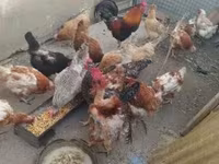 Chickens — լուսանկար 3